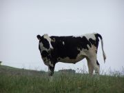 Pastando en El Bolao. Cbreces, Cantabria